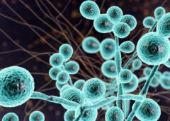 Mỹ: Tiểu bang Tennessee bùng phát dịch nấm chết người, hàng chục người bị nhiễm