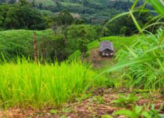 Tôi ăn xin…